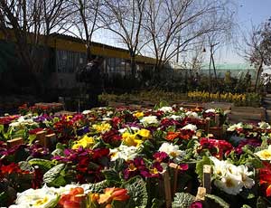 تصاویری از بازار گل و گیاه در تهران