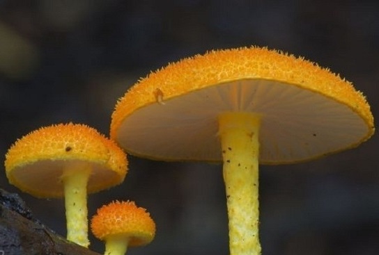 دنیای شگفت انگیز قارچ‌ها