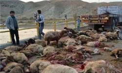 گرگ‌های گرسنه 100 رأس گوسفند را در محلات دریدند