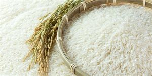 مافیای واردات برنج و مشکلات تولید برنج ایرانی