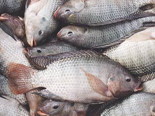 نرخ جدید انواع ماهی در بازار اعلام شد