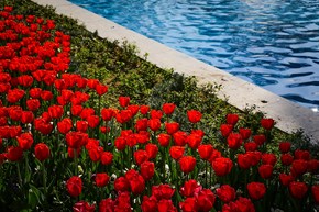 گلهای لاله در پارک‎های تهران