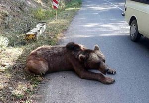 کشتار خرس با اسلحه شکاری در ارتفاعات ماسال